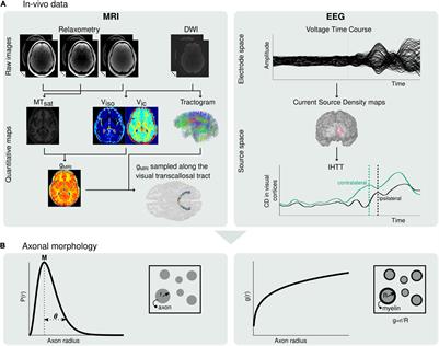 In vivo Estimation of Axonal Morphology From Magnetic Resonance Imaging and Electroencephalography Data